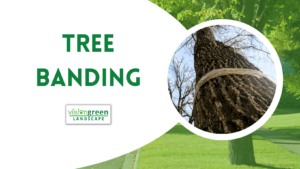 charlotte tree banding